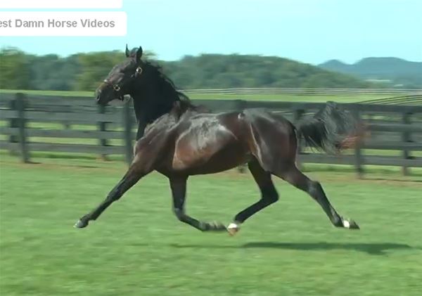 Standard Bred Yearlings